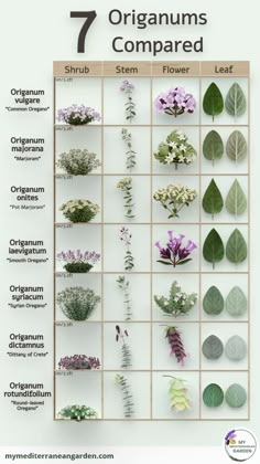 a poster with different types of flowers and leaves