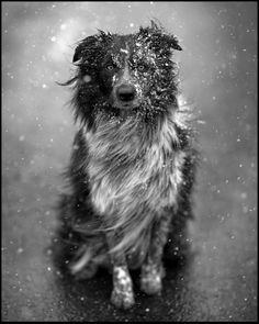 a wet dog sitting in the snow looking at the camera while it's raining