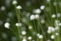 small white flowers are growing in the grass