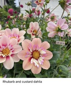 pink flowers are blooming in front of a white house with the words rhubarb and custard dahlia