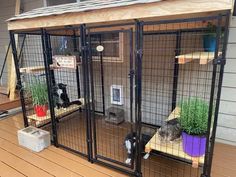 two cats are in their cages on the deck outside an outdoor house with plants and potted plants