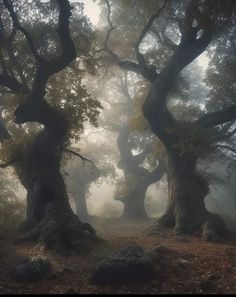 an area with many trees in the fog