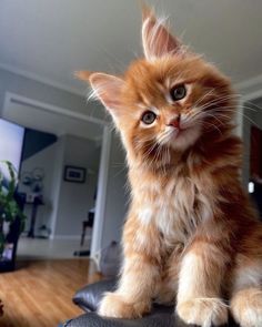 an orange kitten sitting on top of a black chair