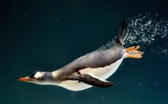 a penguin swimming in the water with it's wings spread