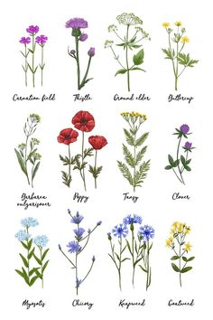 the different types of wildflowers are shown in this illustration, and each flower has its own name