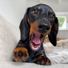 a black and brown dog laying on top of a couch