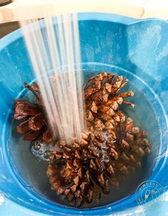 pine cones are being washed in a blue bowl