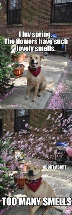 two pictures of a dog sitting on the ground in front of a building with pink flowers