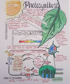 the diagram shows photosyntheism and other things that are related to it, including plants