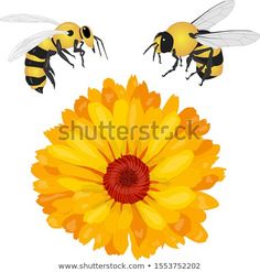 two bees flying over a yellow flower on a white background with clipping for text