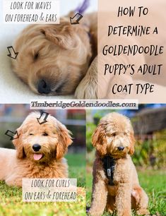 three pictures of dogs with different hair styles and their names on the top one shows how to determine goldendoodle puppy's adult coat type