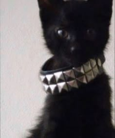 a small black cat wearing a silver collar with spikes on it's head and neck