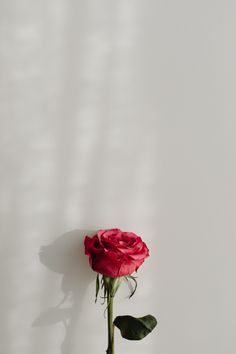 a single red rose in a vase against a white wall with shadows on the wall