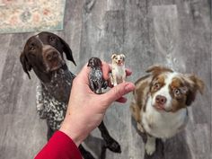 two dogs are looking up at the camera and one is holding something in his hand