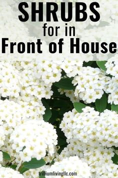 white flowers with the words shrubs for in front of it and below that is an image of