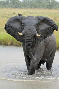 an elephant is walking through the water