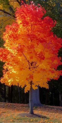 an orange and yellow tree in the middle of a park with lots of leaves on it