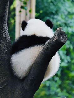 a panda bear sitting on top of a tree branch