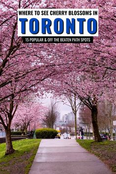 there is a sign that says where to see cherry blossoms in toronto, and it's popular & off the beaten path spots