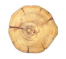 the cross section of a tree is cut in half