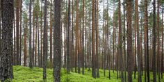 a forest filled with lots of tall trees and green grass on the side of it