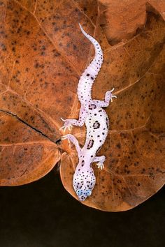 a white and black gecko sitting on top of a leaf