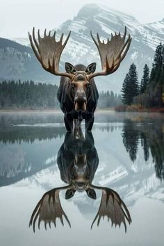 a moose with large antlers standing in front of a body of water and mountains