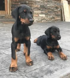 two black and brown dogs sitting on the ground