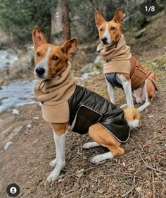 two small dogs wearing jackets and coats in the woods