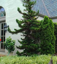 a house with an evergreen tree in the front yard and potted plants on the side