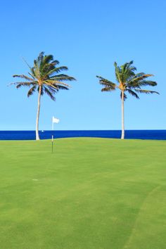 two palm trees on a golf course with the ocean in the background