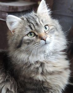 a fluffy gray cat sitting on top of a wooden floor