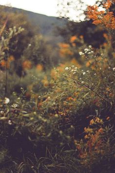 an image of some flowers in the grass with mountains in the background