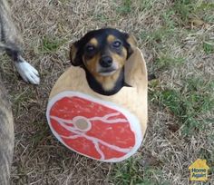 a small dog is standing next to a large dog in a costume that looks like a piece of meat