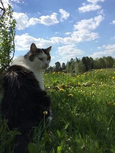 a black and white cat sitting on top of a lush green field next to yellow dandelions