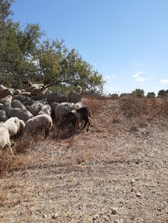 a herd of sheep walking across a dry grass field