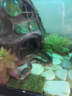 there is a snake in the tank next to some plants and rocks on the ground