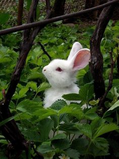 a white rabbit sitting in the middle of some green bushes and trees with its ears up