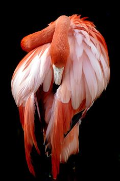 an orange and white bird with its wings spread