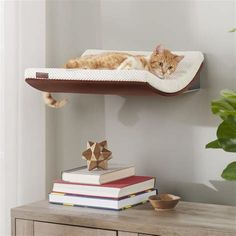 an orange cat laying on top of a shelf