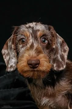 a brown and black dog is looking at the camera