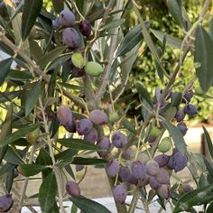 Drought Tolerant Trees, Broadleaf Evergreen, Olea Europaea, Invasive Plants, Shade Trees, Plant Nursery, Large Plants, Olive Tree, Grey Green