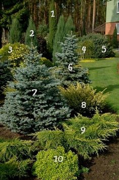 the different types of trees and shrubs are shown in this garden diagram with numbers on them