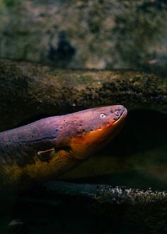 an orange and brown animal laying on top of a rock covered in dirt next to water