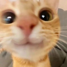 an orange and white cat with big eyes looking at the camera while wearing a gray shirt