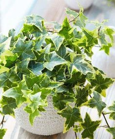 a potted plant with green leaves on a wooden table