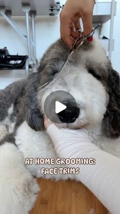 the dog is being groomed at home