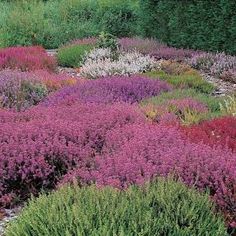 many different types of plants growing in the ground near some trees and bushes with purple flowers on them