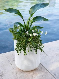 a potted plant sitting next to a pool