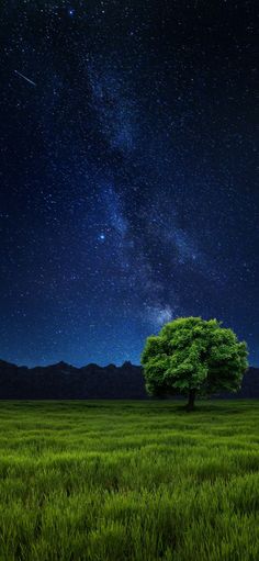 a lone tree in the middle of a grassy field under a night sky with stars